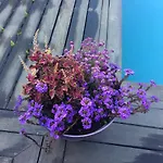 ウスタレ